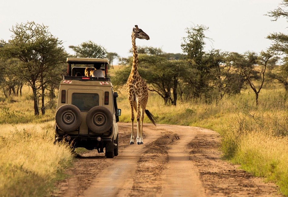 lake manyara girafe serengeti african tours