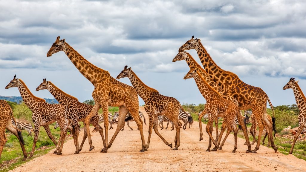 4 Days Lodge Safari Serengeti & Ngorongoro Crater