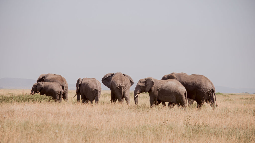 5Days Serengeti Experience Budget