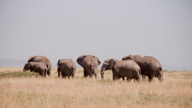 5Days Serengeti Experience Budget