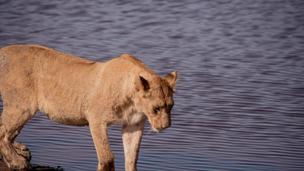 5 Days Tanzania Lodge Safari With Serengeti
