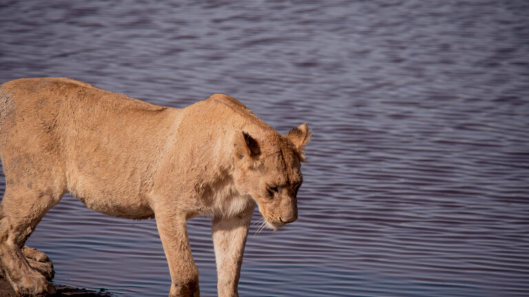 5 Days Tanzania Lodge Safari With Serengeti