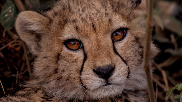7 days safari to Tarangire, Serengeti, Lake Manyara & the Ngorongoro crater