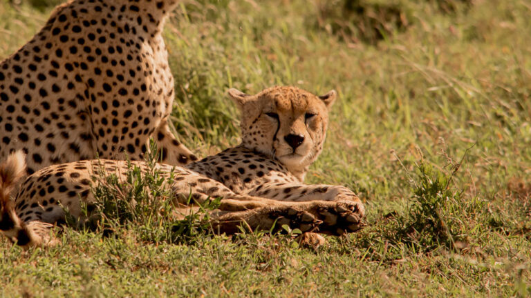 7 days safari to Tarangire, Serengeti, Lake Manyara & the Ngorongoro crater-Private