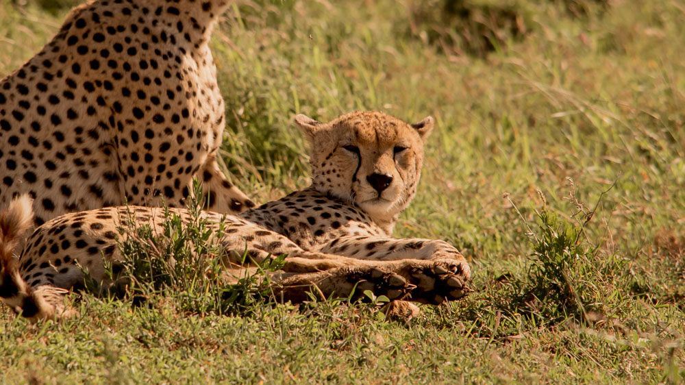 7 days safari to Tarangire, Serengeti, Lake Manyara & the Ngorongoro crater-Private