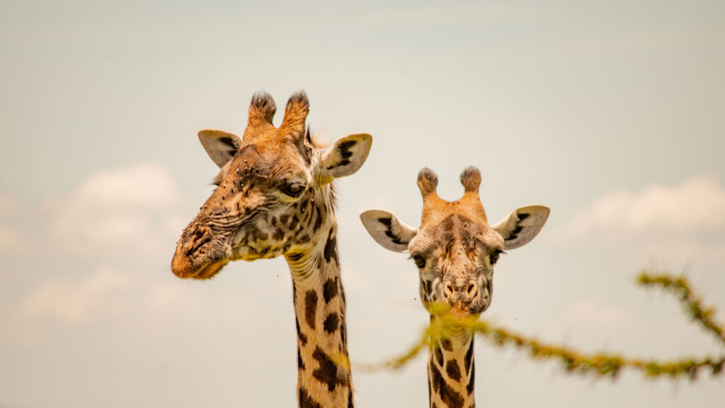5 Days Tanzania Budget Safari With Serengeti