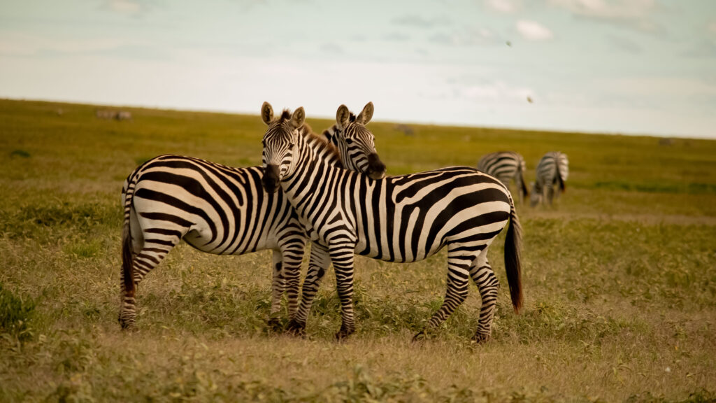 2 Days Tanzania Budget Safari