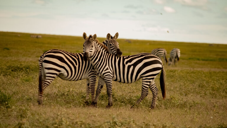 2 Days Tanzania Budget Safari