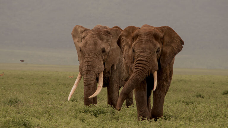 5-Day Fly-in from Arusha to Serengeti National Park