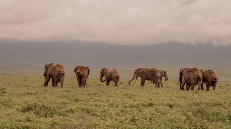 4 Days Safari Serengeti & Ngorongoro Crater