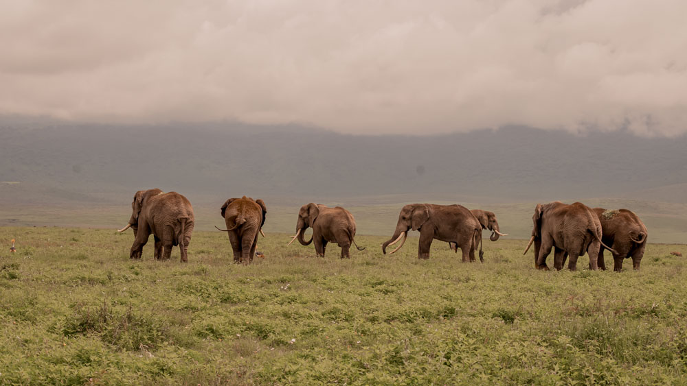 4 Days Safari Serengeti & Ngorongoro Crater