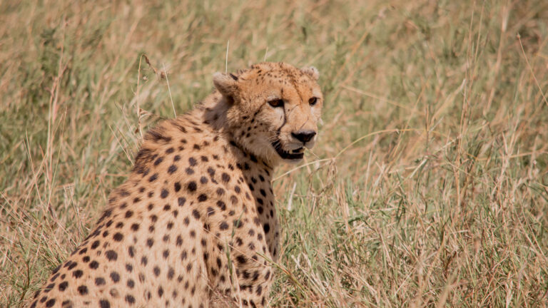 3 Days Safari Serengeti & Ngorongoro Crater