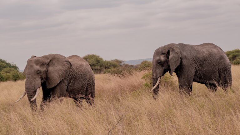 Tarangire National Park Day Tour