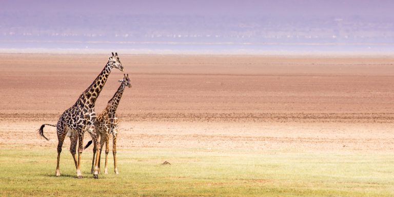1-Day Trip Lake Manyara National Park