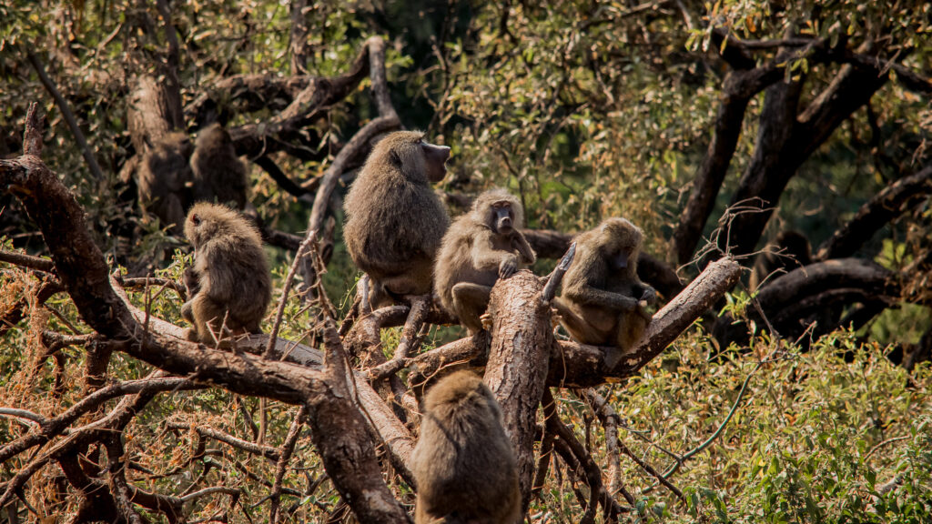 1-Day Trip Lake Manyara National Park