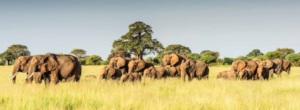 Tarangire National Park Day Tour