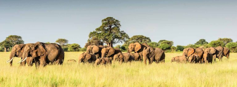 Tarangire National Park Day Tour