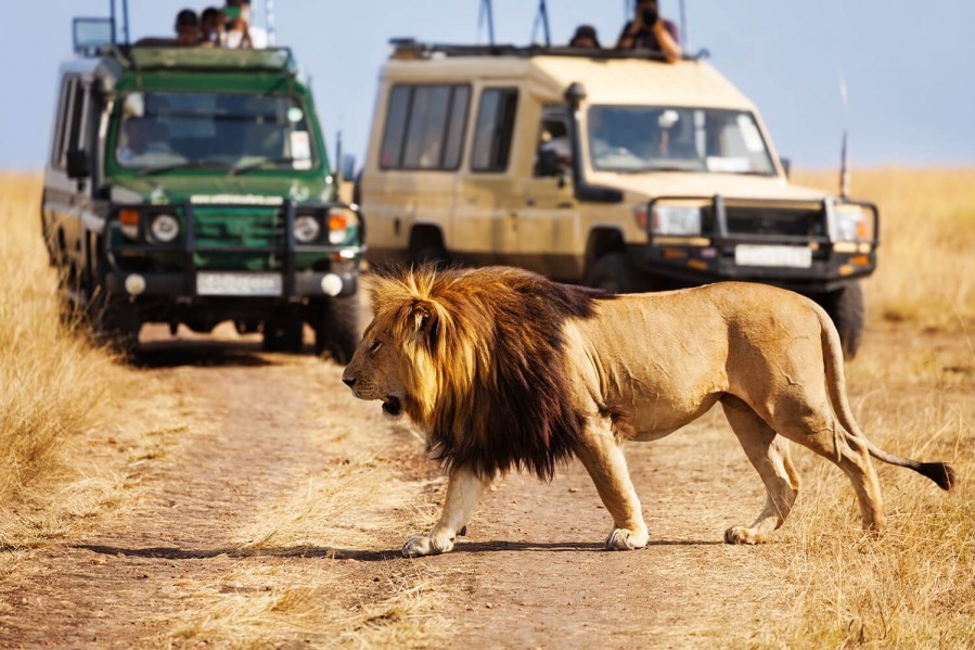 How to Travel Responsibly on a Safari Adventure 1 8 safari tips blog 3