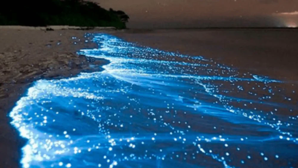 Bioluminescent