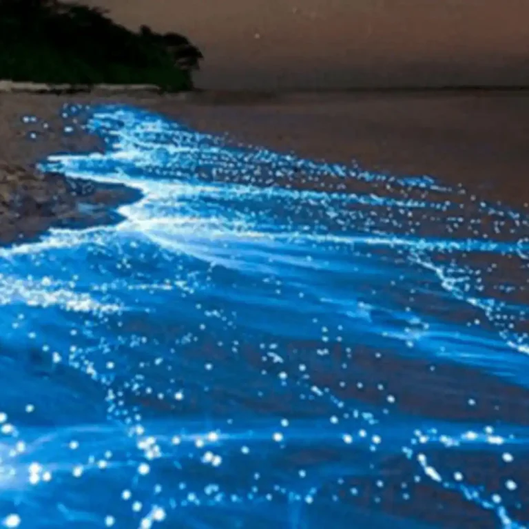 How to See the Bioluminescent Plankton in Zanzibar