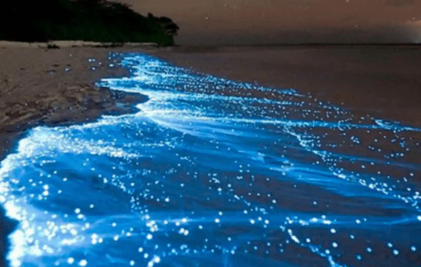 How to See the Bioluminescent Plankton in Zanzibar