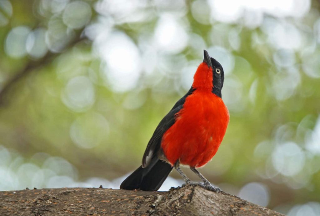 Bird