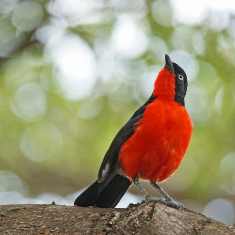 Tanzania’s Top 10 Birdwatching Hotspots