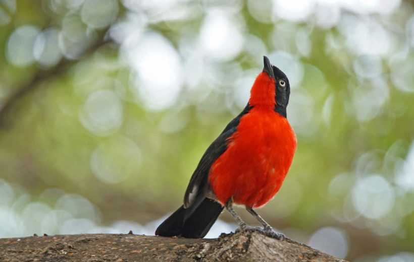 Tanzania’s Top 10 Birdwatching Hotspots