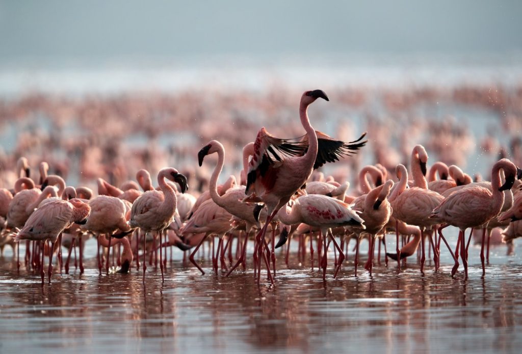 Birds Migration