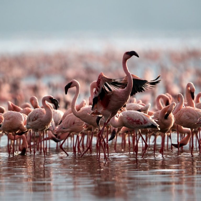 Seasonal Birding: When & Where to See Migratory Birds in Tanzania