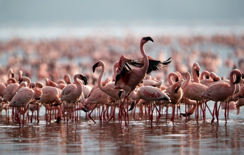 Seasonal Birding: When & Where to See Migratory Birds in Tanzania