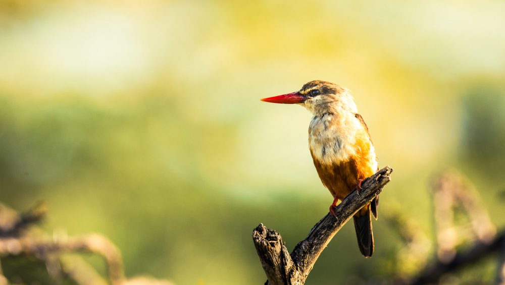 Colourful birds on safari