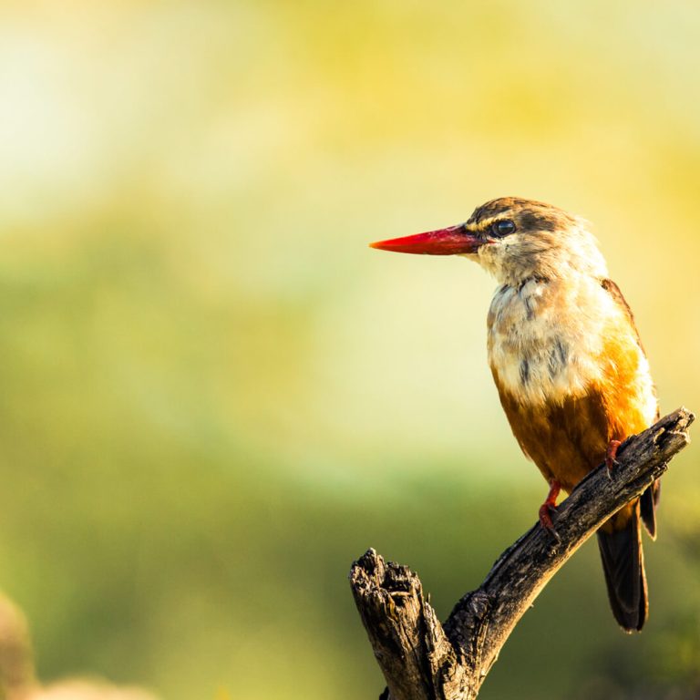 Why Birdwatching in Tanzania is a Must for Nature Lovers