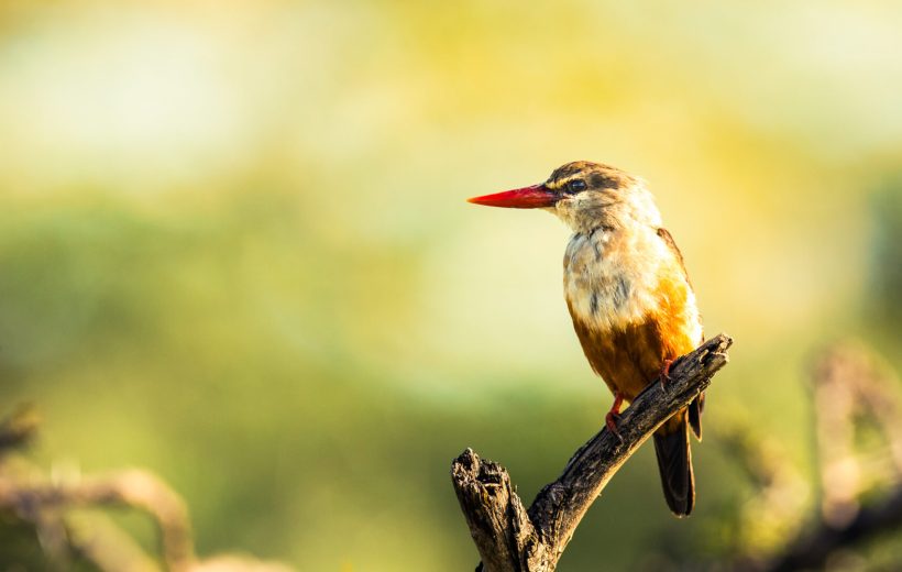 Why Birdwatching in Tanzania is a Must for Nature Lovers