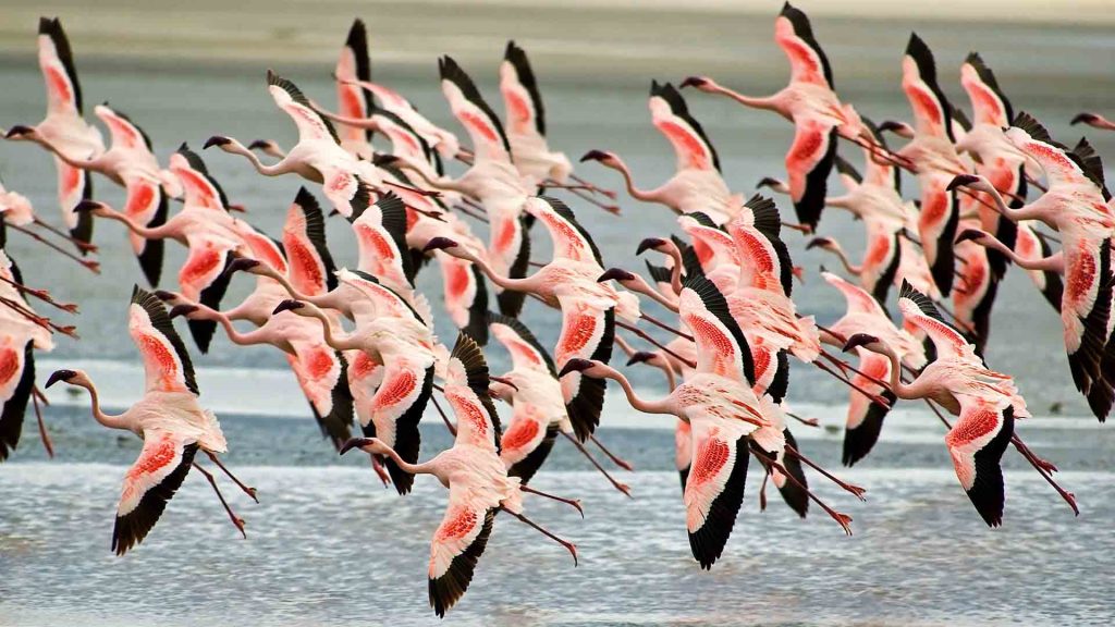 4-Day Tanzania Private Mid-Range with Arrival Tour