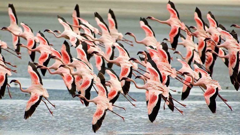 4-Day Tanzania Private Mid-Range with Arrival Tour