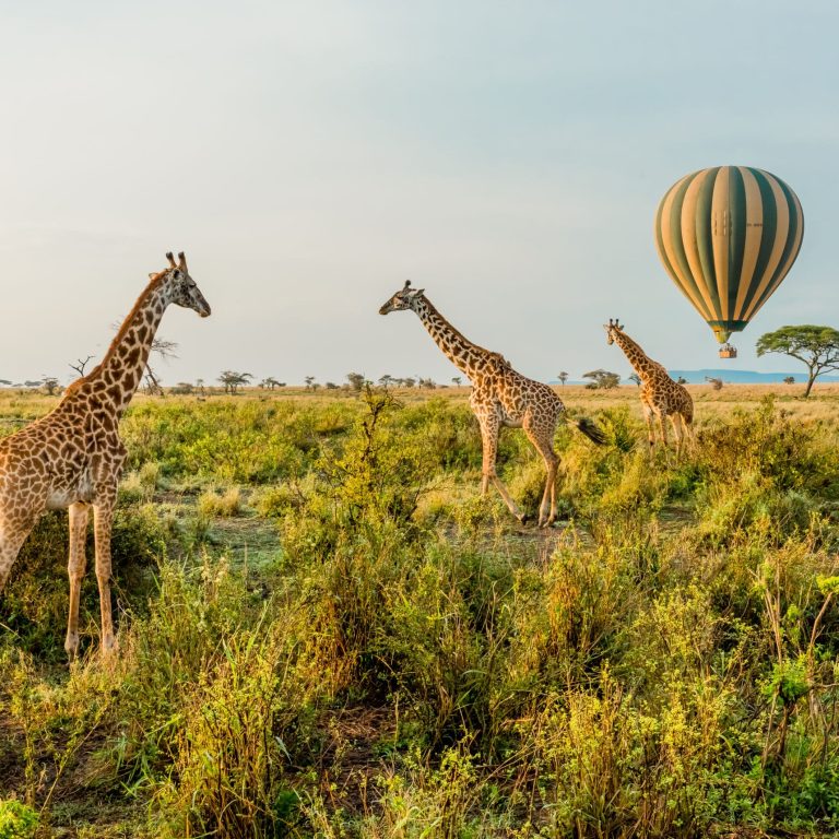 Hot Air Balloon Safari: A Bird’s Eye View of the Serengeti