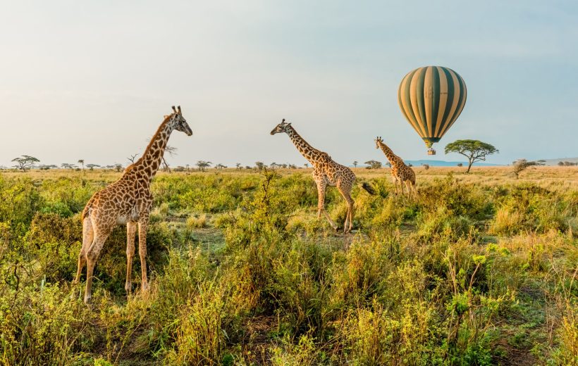 Hot Air Balloon Safari: A Bird’s Eye View of the Serengeti