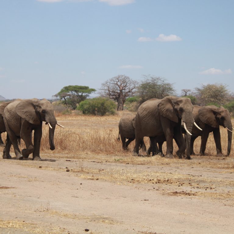 Wildlife Conservation Success Stories in Tanzania