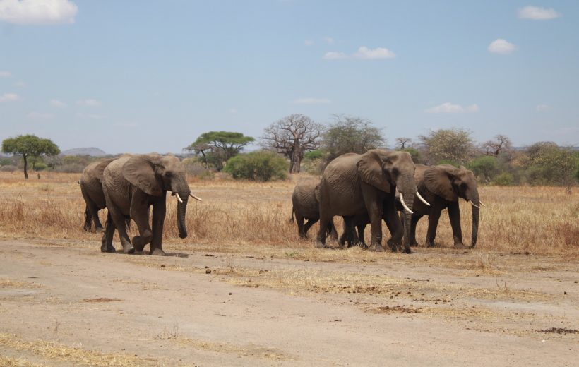 Wildlife Conservation Success Stories in Tanzania