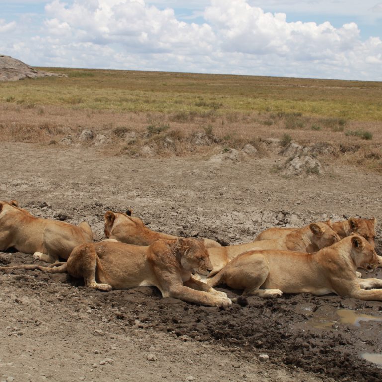 Beyond the Safari: 10 Unique Adventures in Tanzania