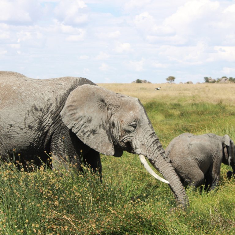 Top 5 National Parks in Tanzania That Are Less Crowded