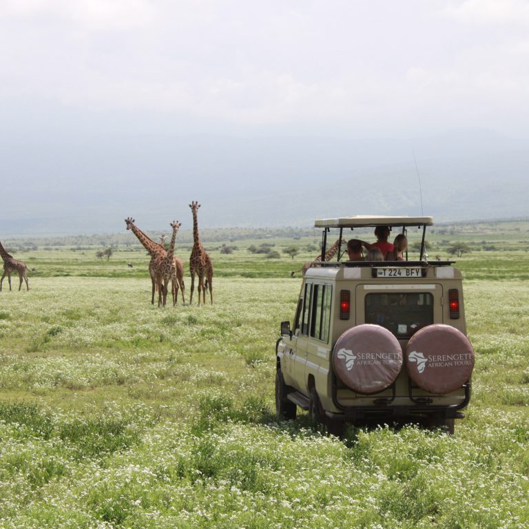 10 Best Serengeti Safari Tours: Our Top Picks