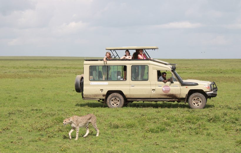 10 Must-See Animals on a Tanzanian Safari (Beyond the Big Five!)