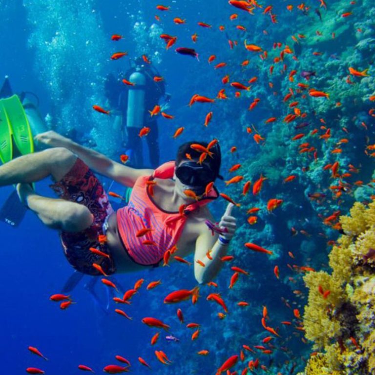 Swimming with Whale Sharks in Mafia Island: A Once-in-a-Lifetime Adventure