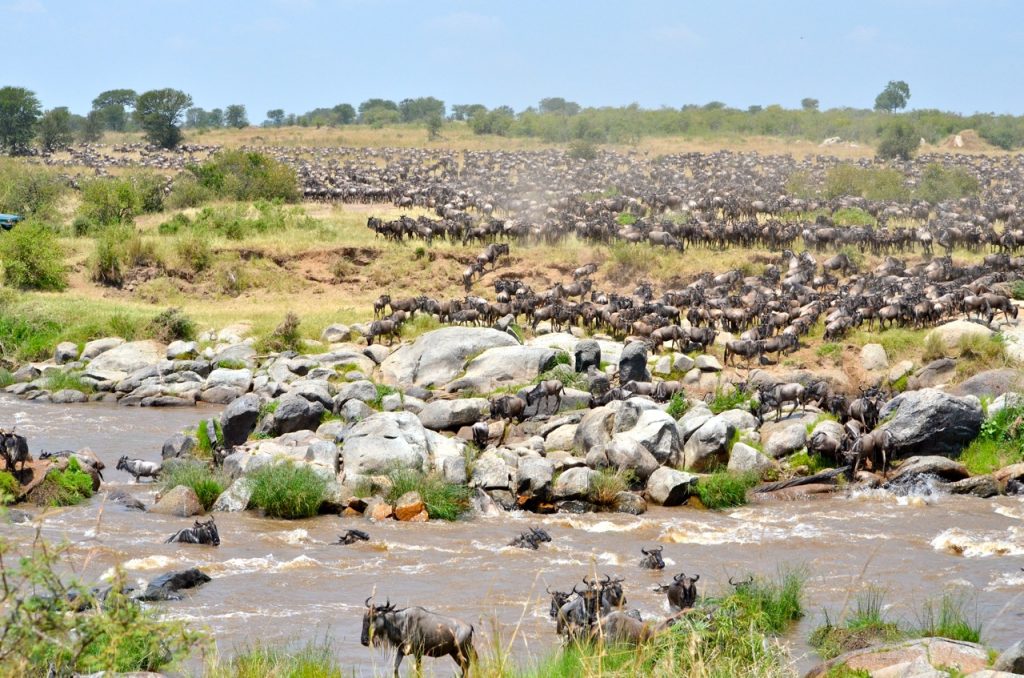 Migration