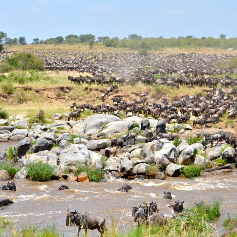 Witnessing the Great Migration: When & Where to Go