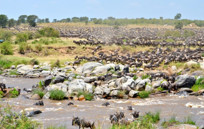 Witnessing the Great Migration: When & Where to Go