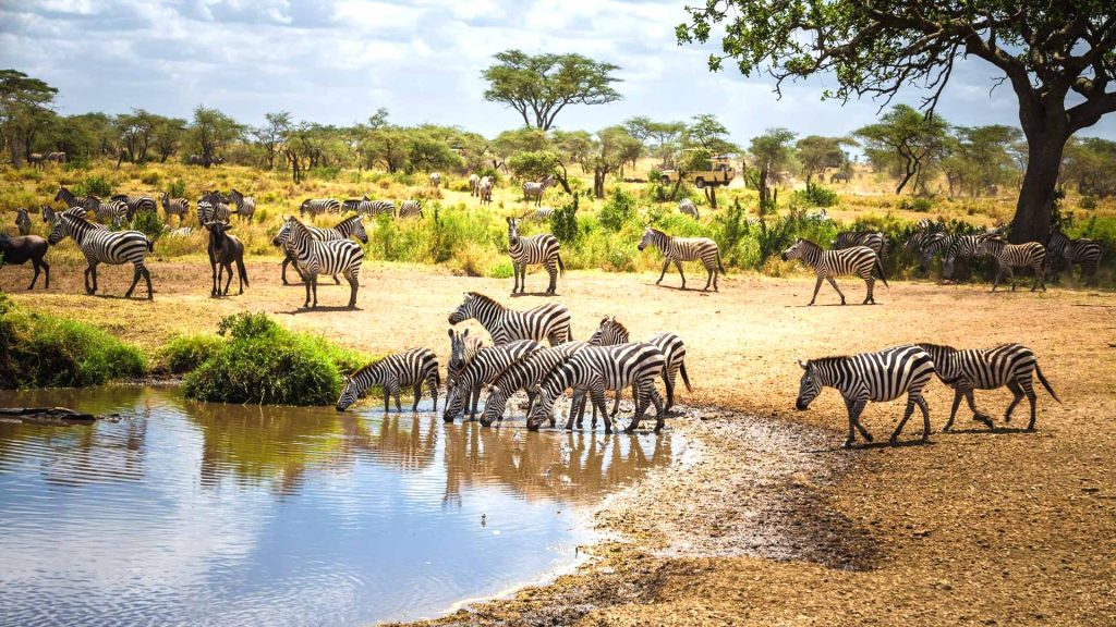 Practical Information For Tanzania Safari