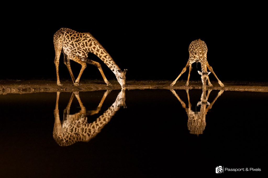 Safari photography hide Shompole Hide 166 Edit 2